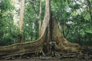 majestic giant tree in lush green jungle