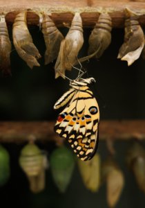 emerging swallowtail butterfly from chrysalis