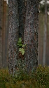 close up of fern growing on tree trunk in forest