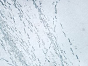 aerial view of a snow covered field